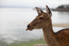 宮島物語　鹿に馬鹿にされた日