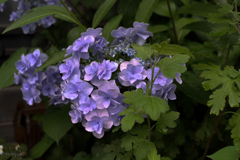 Flowers on the street