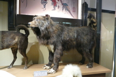 南極物語「ジロ」