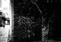 コンクリートジャングル