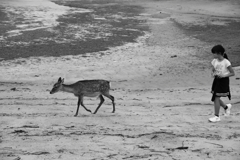 大移動　　宮島物語