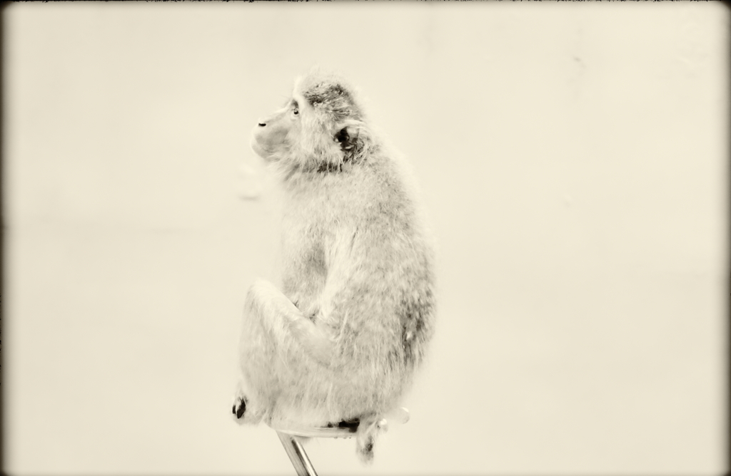 モンキーマジック