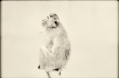 モンキーマジック