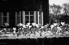 たまには花を撮った