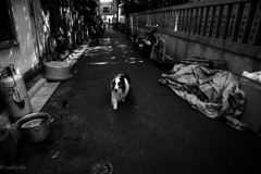 ＤＯＧ