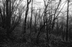 悪魔の棲む森