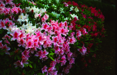 その辺という名の花