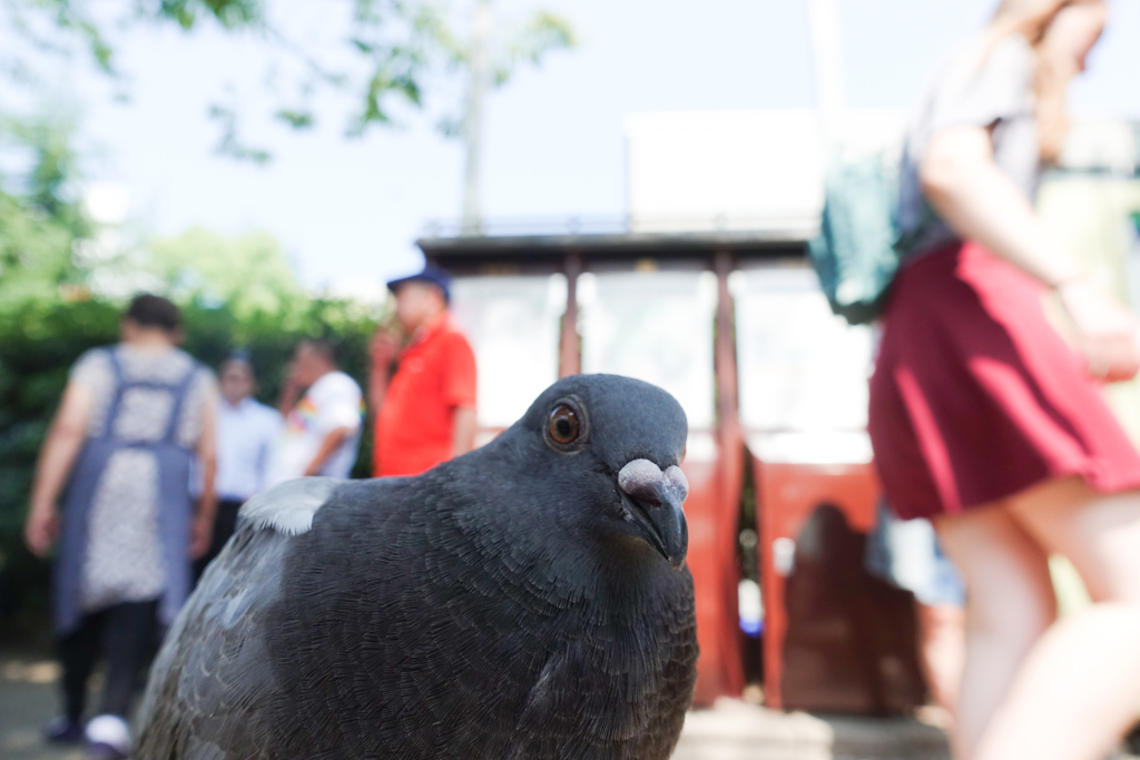 鳩に人気の私