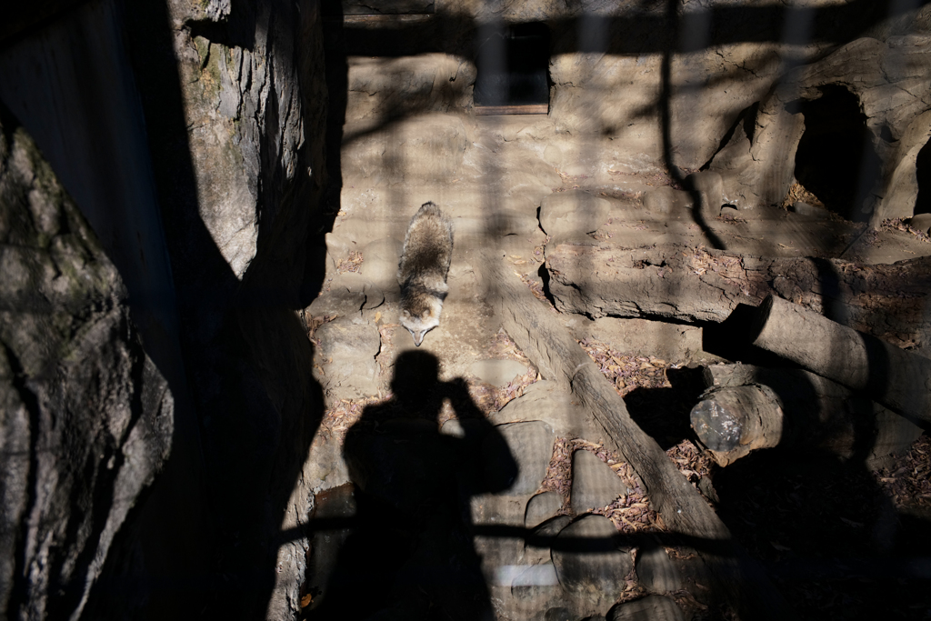 たぬきに頭を突かれた日