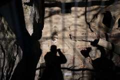 たぬきに頭を突かれた日