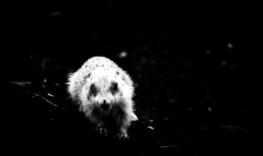 俺様はプレーリー