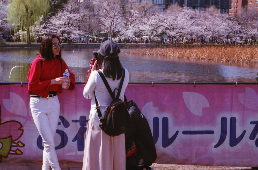 私の桜見　花見のルール　