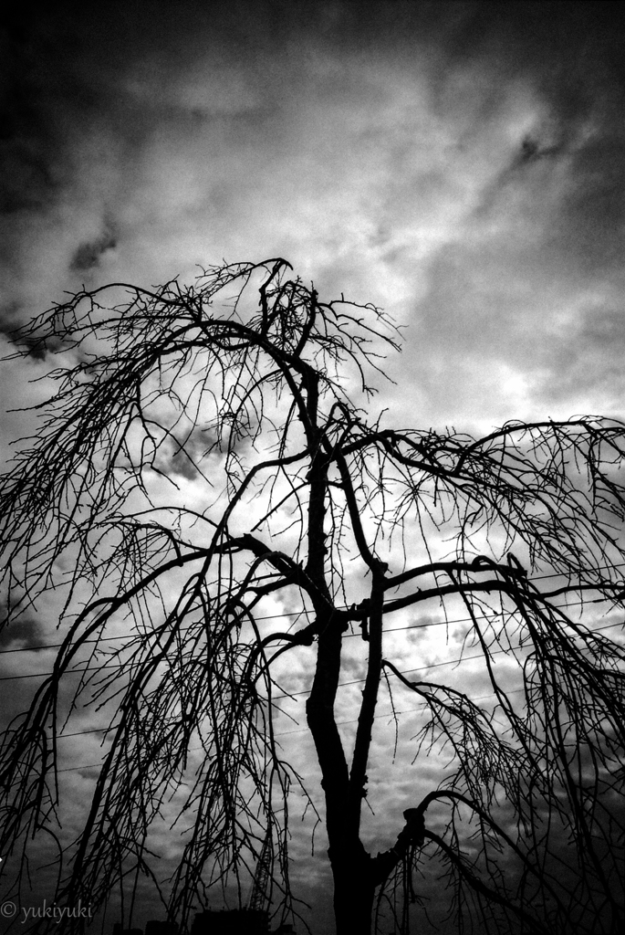 木が不気味だった日