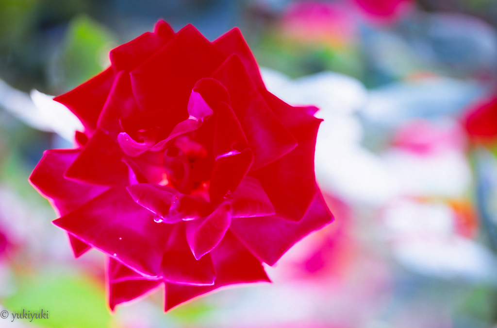 極彩の花