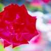 極彩の花