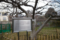 ニュートンのリンゴ