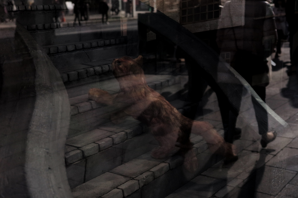 階段を上がる猫