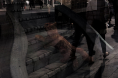 階段を上がる猫