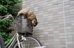 猫バス似の墜落