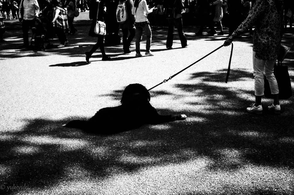 Ｄｏｇ