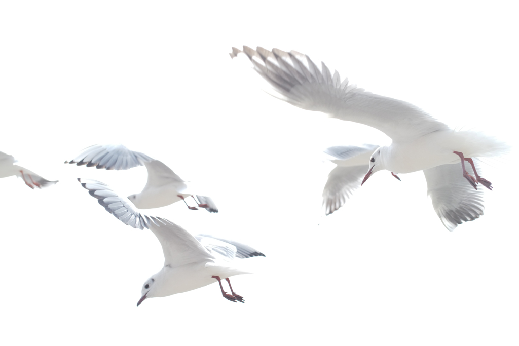 カモメがとんだ日