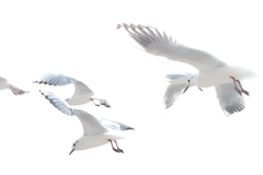 カモメがとんだ日