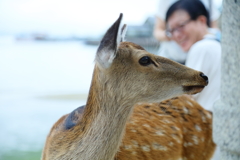 宮島物語　ＤＥＥＲ