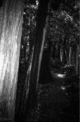 悪魔の森　前後不覚