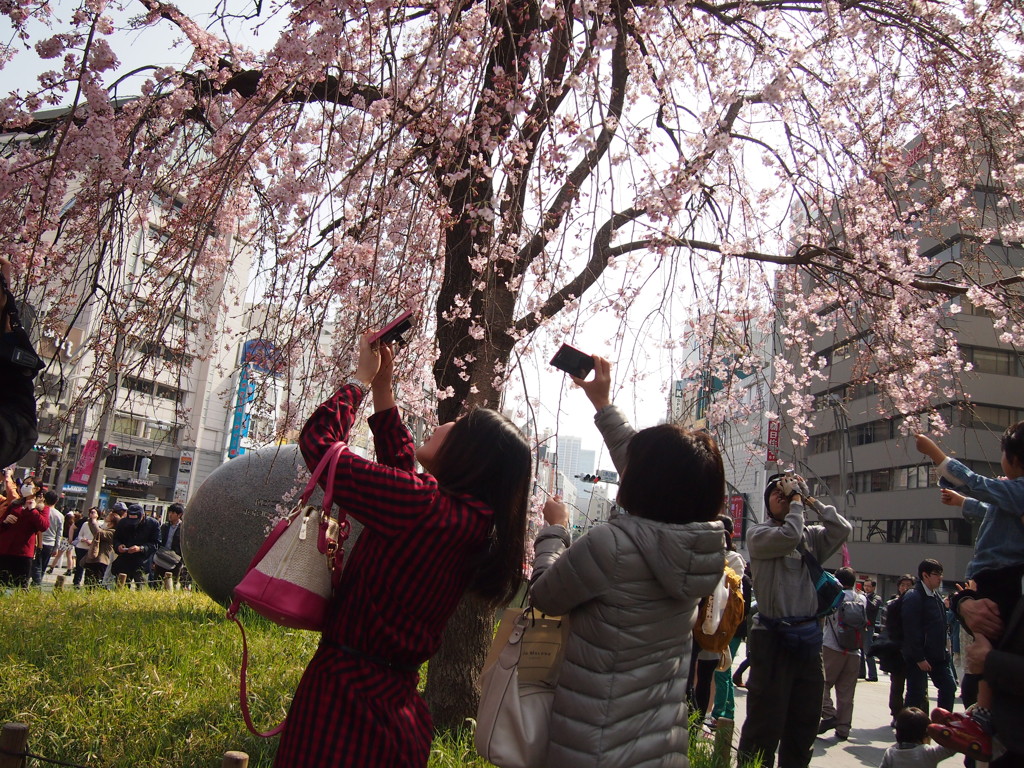 桜撮影隊