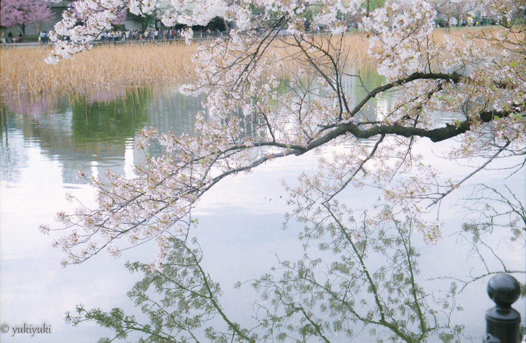 蔵桜　先っぽ