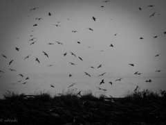 ヌエの鳴く夜は恐ろしい　悪霊島