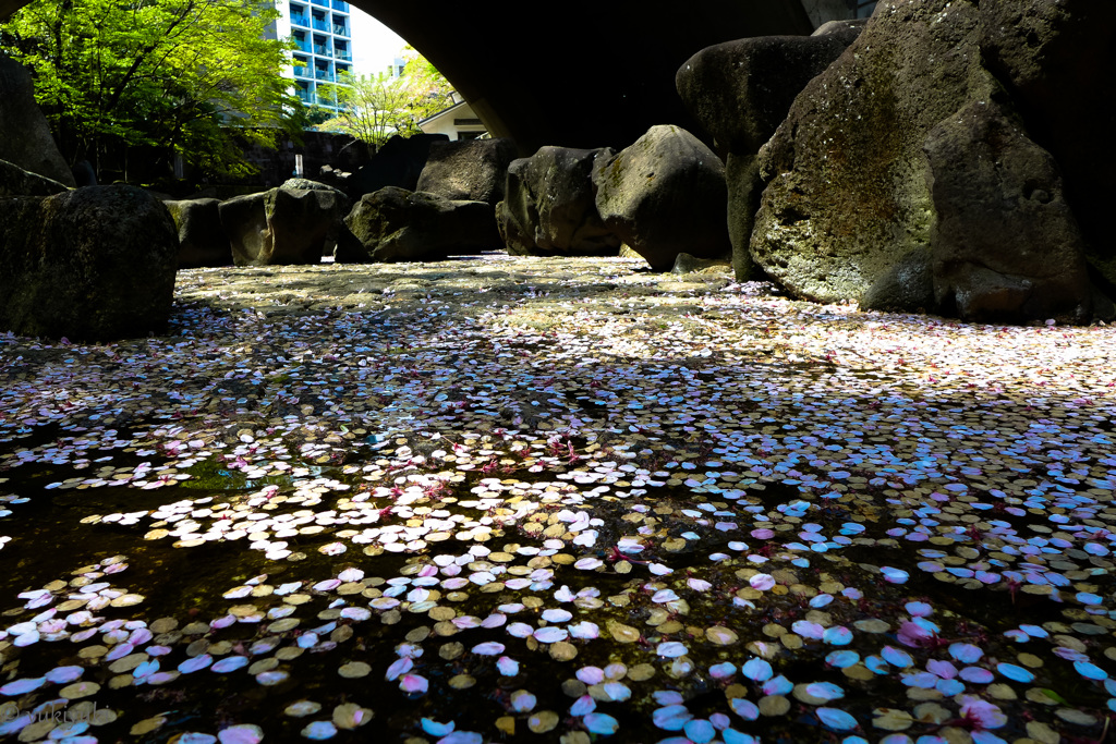 散り桜