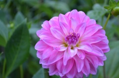 ぴんく花