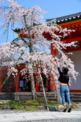 桜にタッチ