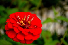 赤花