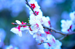 梅の花