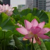 秋田