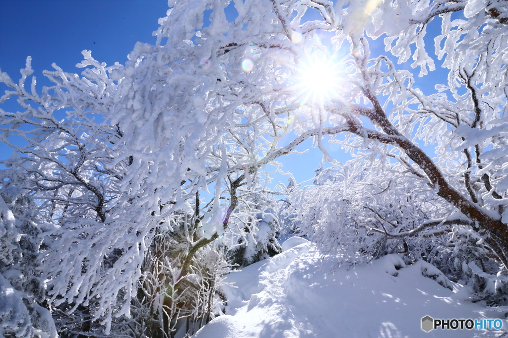枝垂れ樹氷