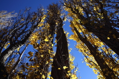 ポプラの冬支度