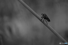 watcher