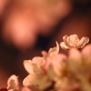 夜桜２