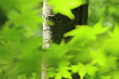 green star