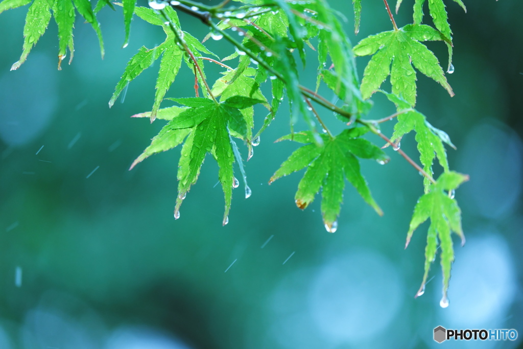 雨凌ぐ