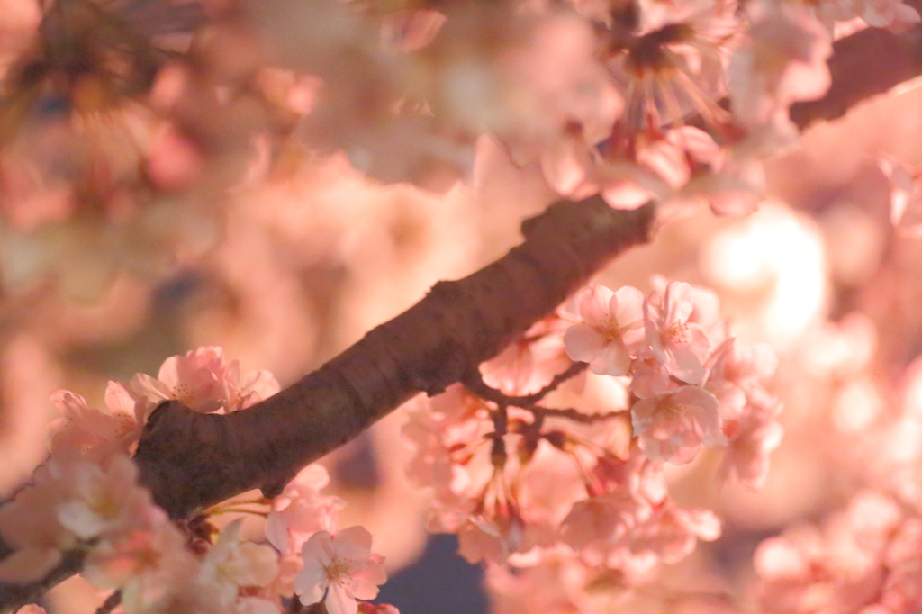 夜桜３