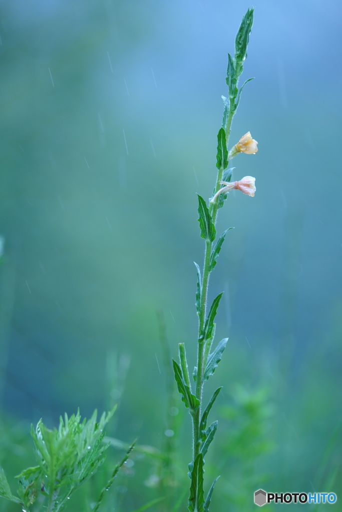 雨かおる