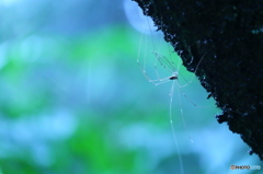 雨のダンサー