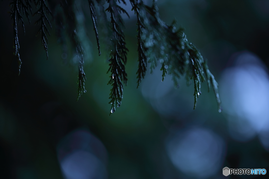 朝露の…