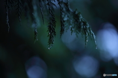 朝露の…