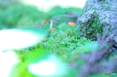 magical world