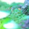 magical world